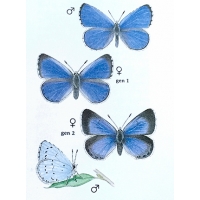 Holly Blue Celastrina argiolus 5 pupae Holly Blue Celastrina argiolus 5 pupae
